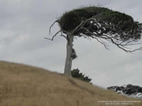 The Tree - Xena Film Location